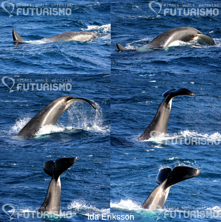 orca 他の方はご購入出来ません $_57.JPG?set_id=880000500F